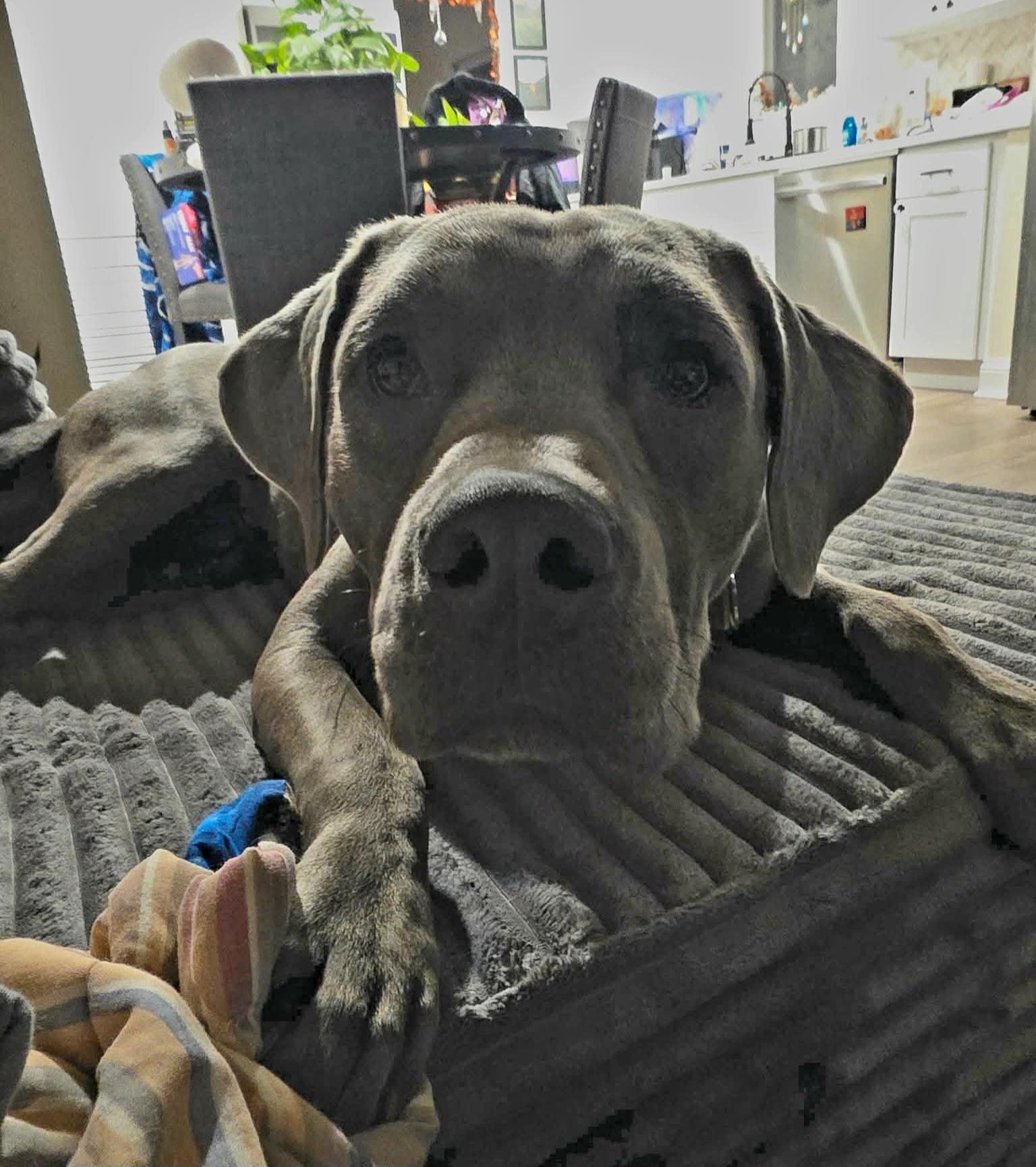 Sweet Pickles thumbnail 5