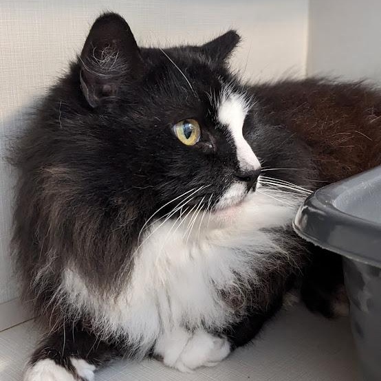 Littlebit thumbnail 3