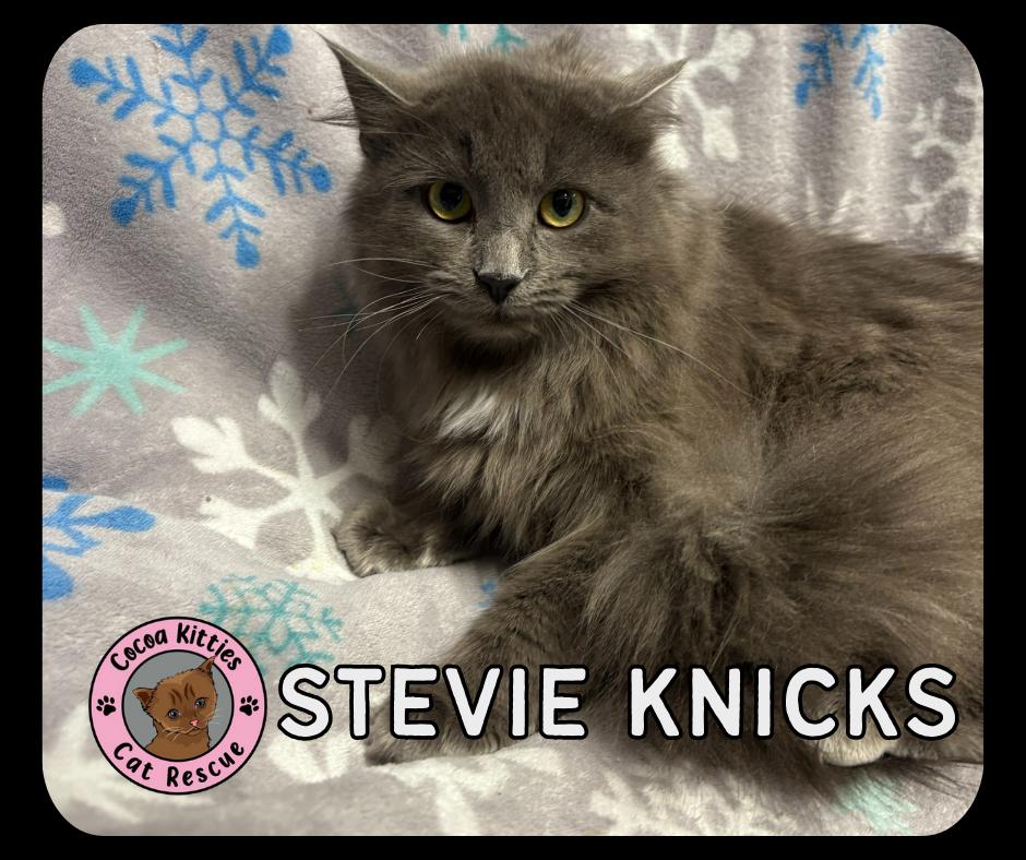 Stevie Knicks