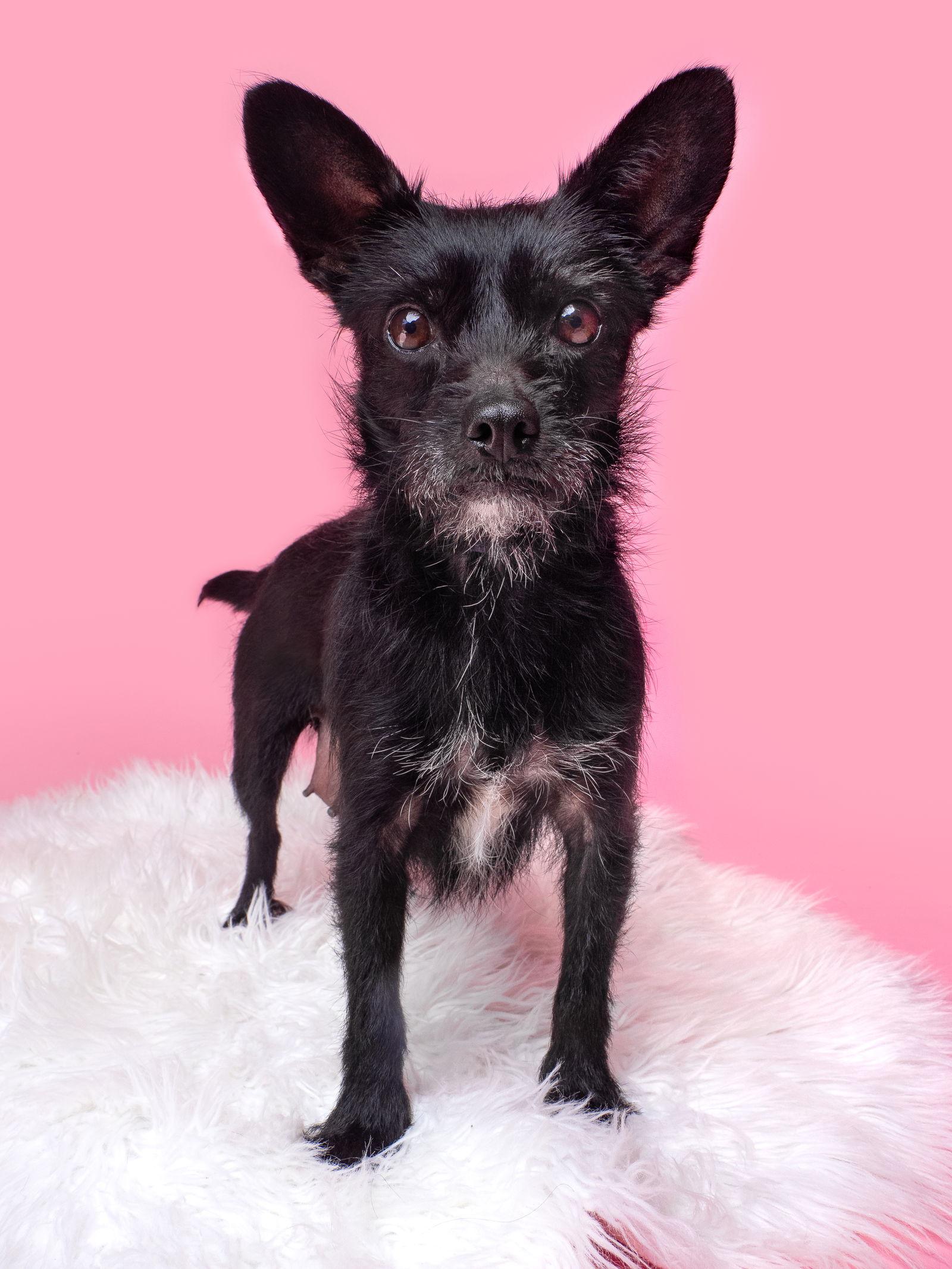 Chicken Soup thumbnail 2