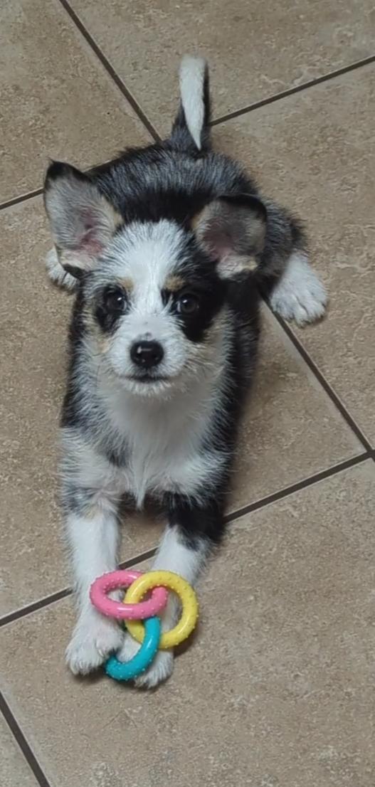 Maverique thumbnail 3