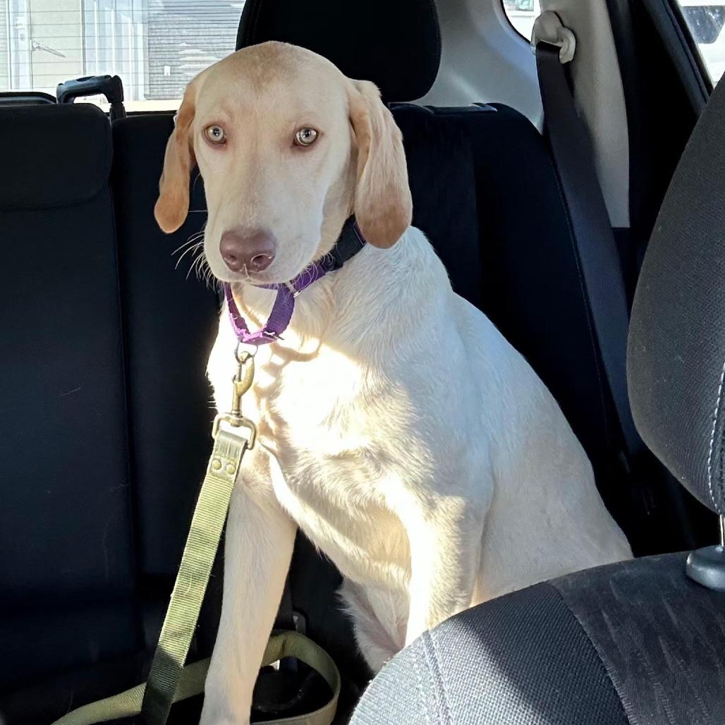 Comet Lmcn thumbnail 4