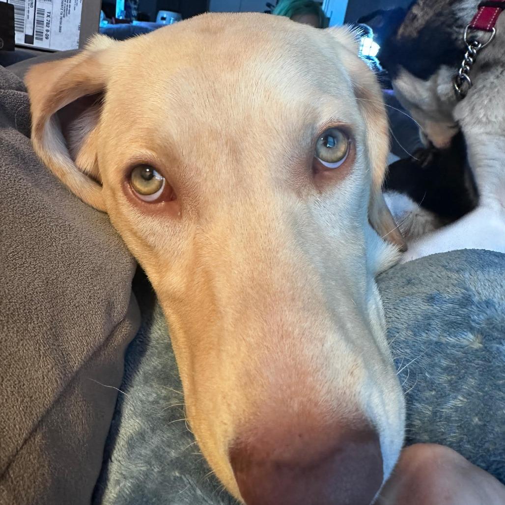 Comet Lmcn thumbnail 5