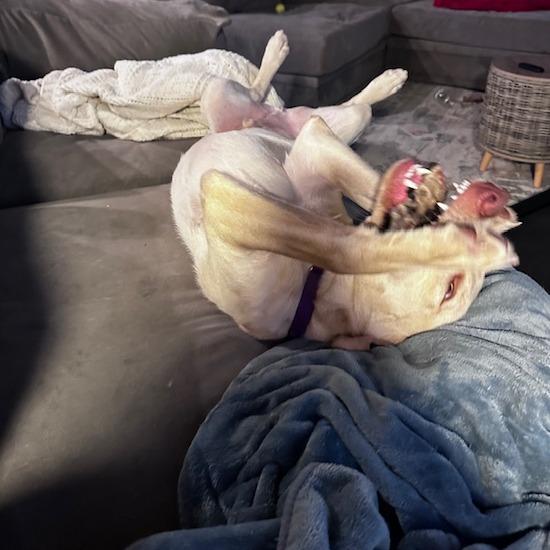 Comet Lmcn thumbnail 6