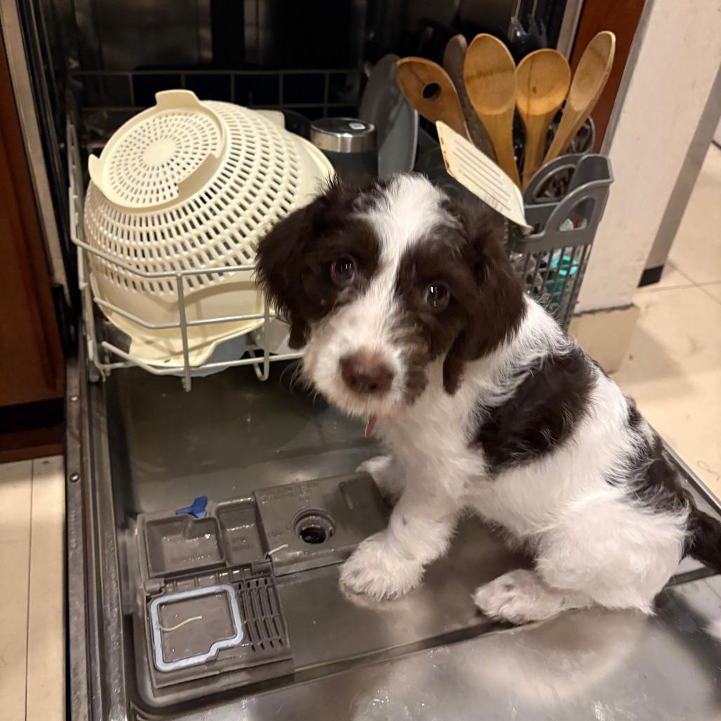 Stella Cane thumbnail 2