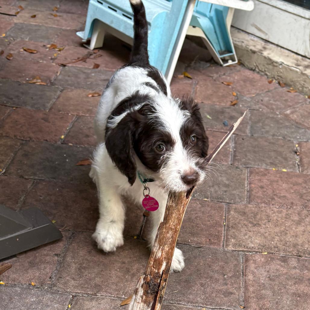 Stella Cane thumbnail 3