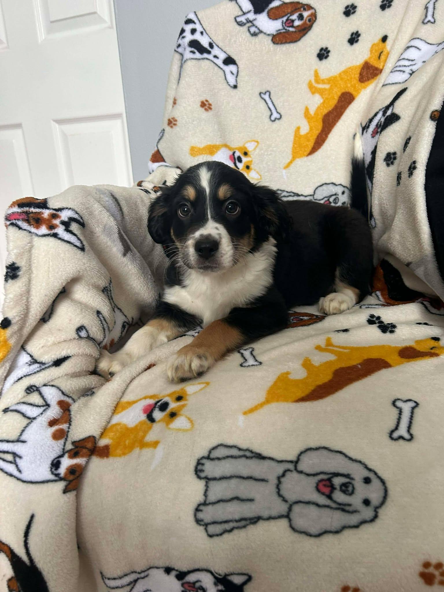 Penelope thumbnail 3