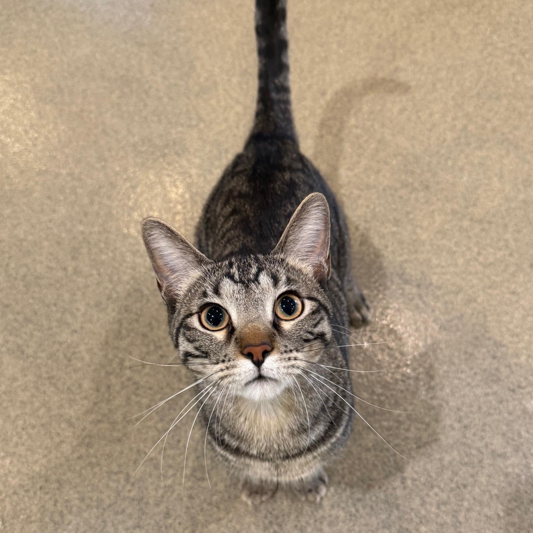 Pistachio thumbnail 2