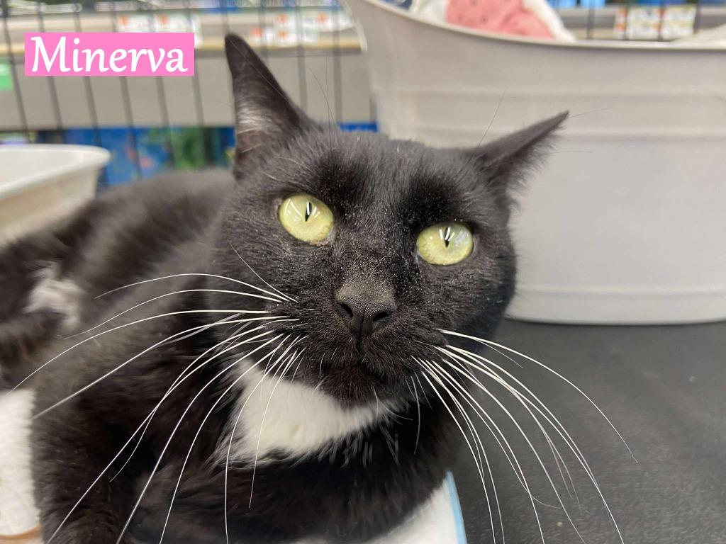 Minerva