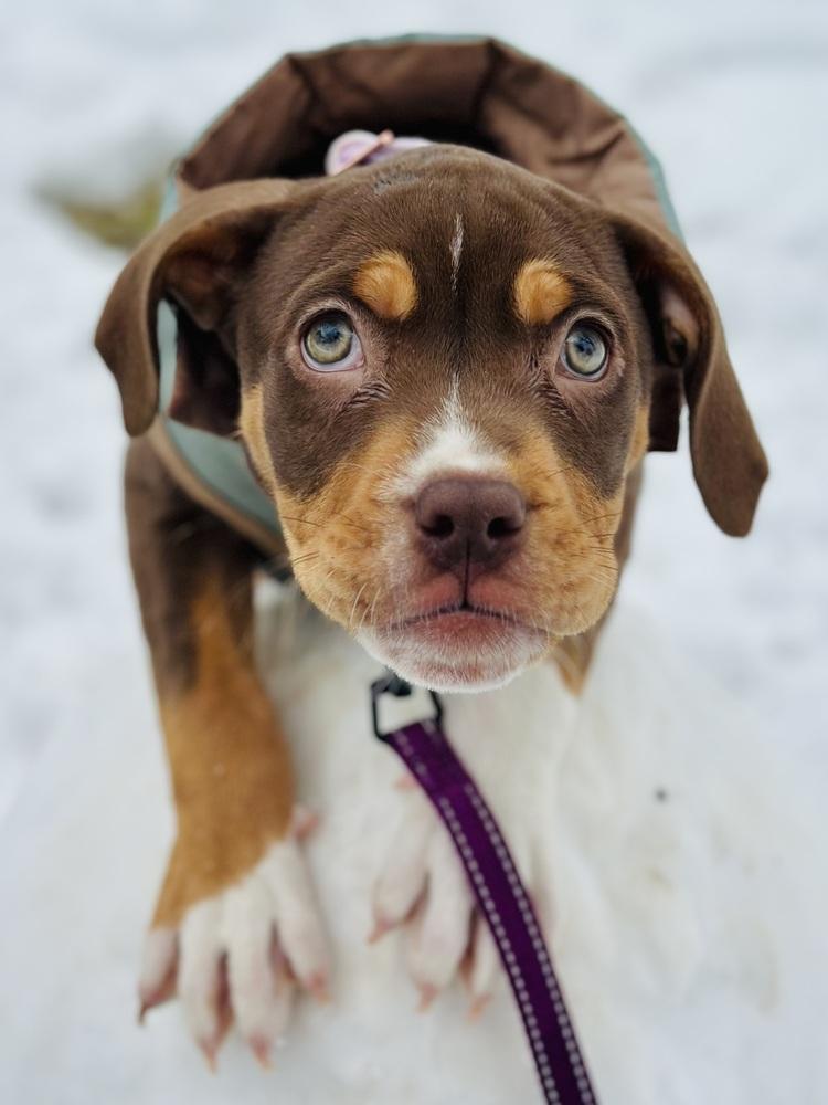 Pearl Hart thumbnail 2