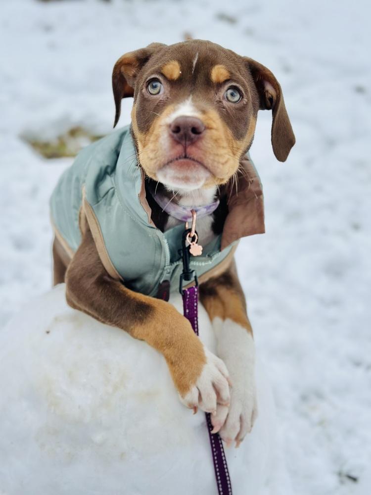 Pearl Hart thumbnail 3