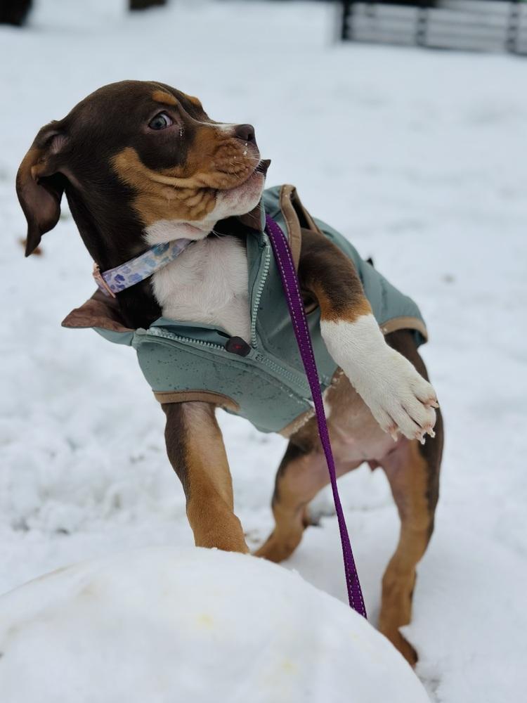 Pearl Hart thumbnail 4