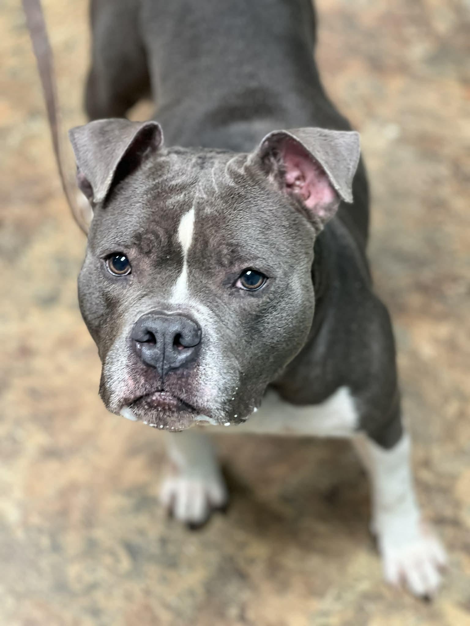 Buttercup thumbnail 2