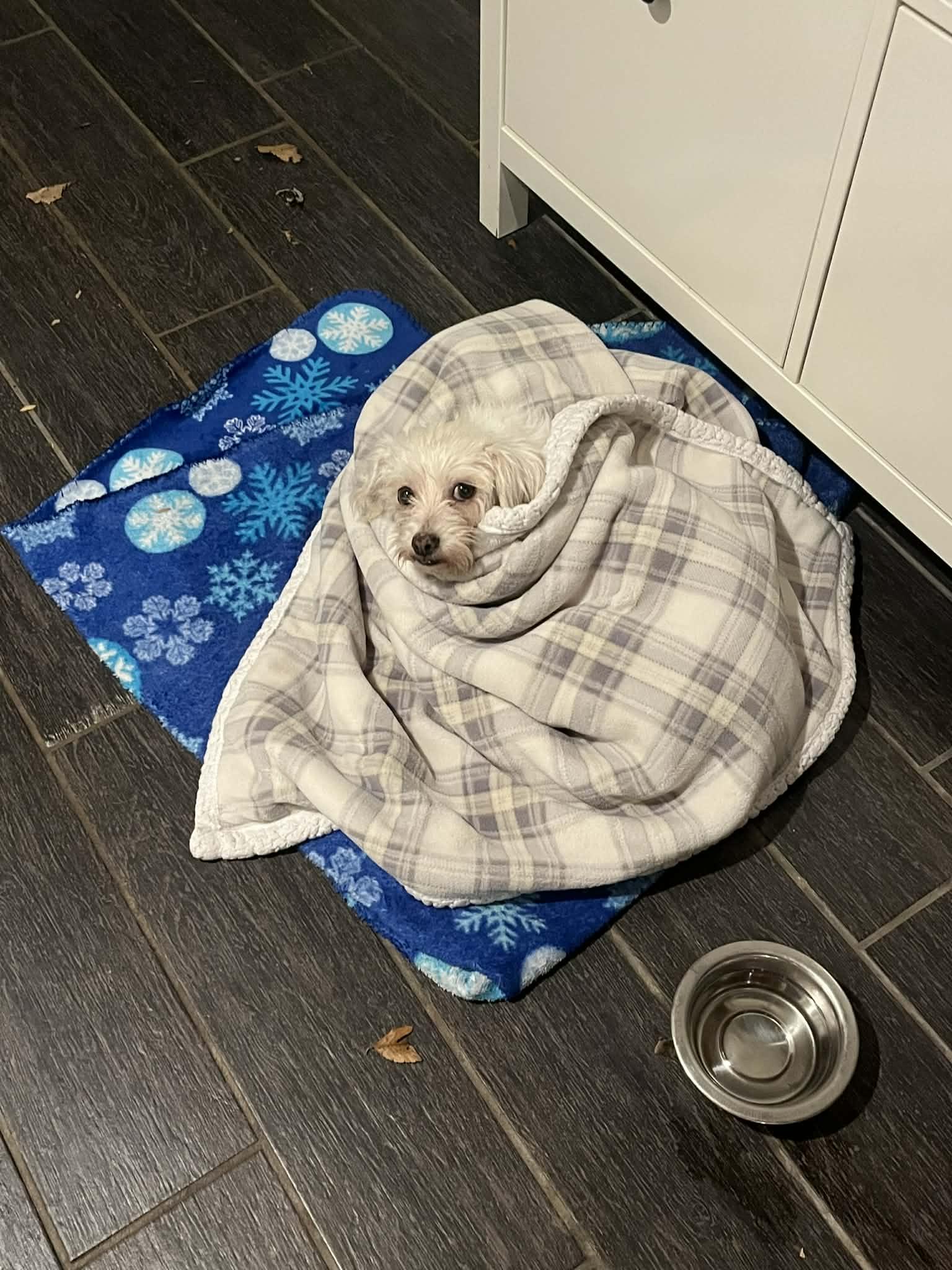 Ms. Frizzle thumbnail 3