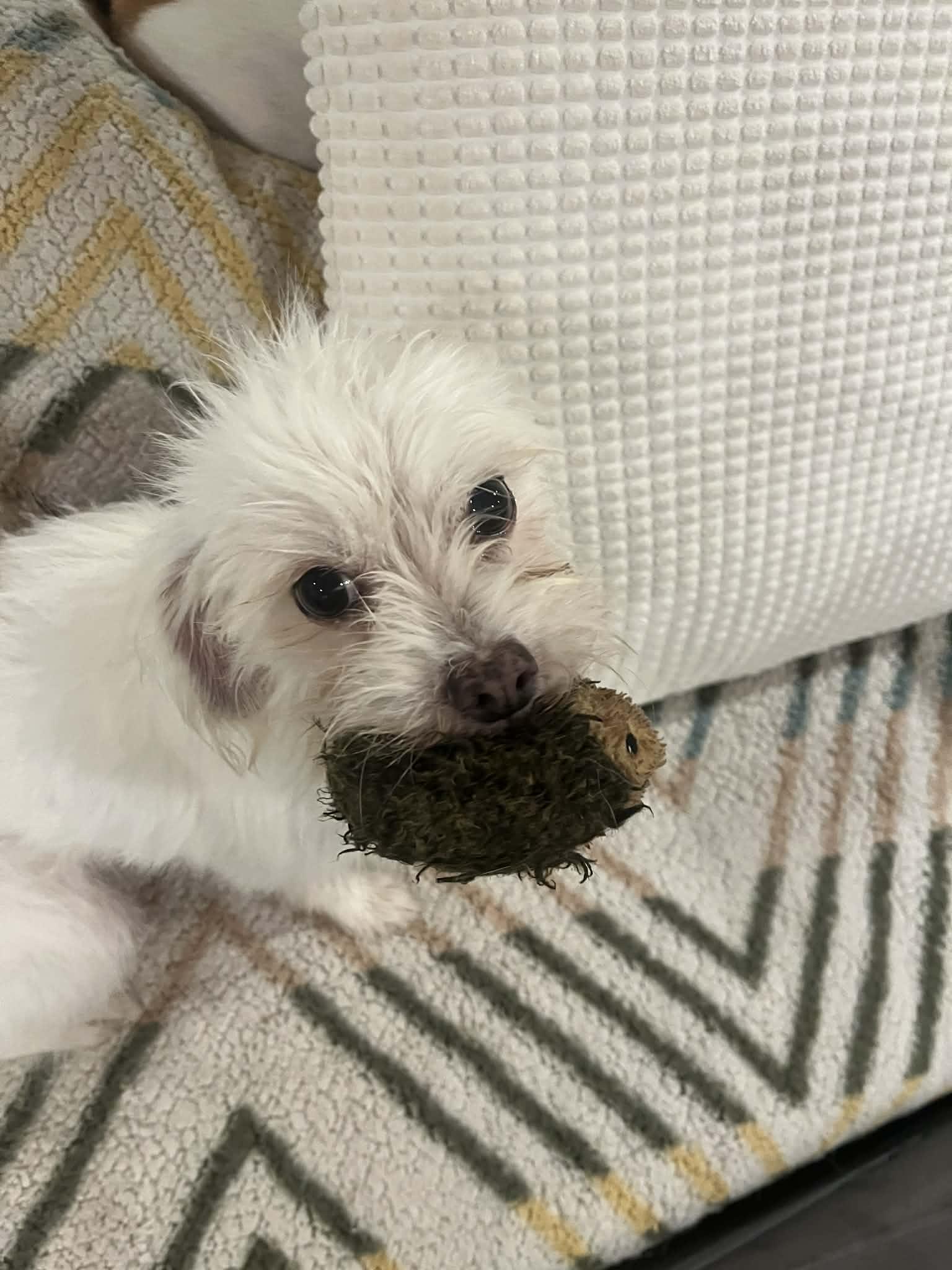 Ms. Frizzle thumbnail 5