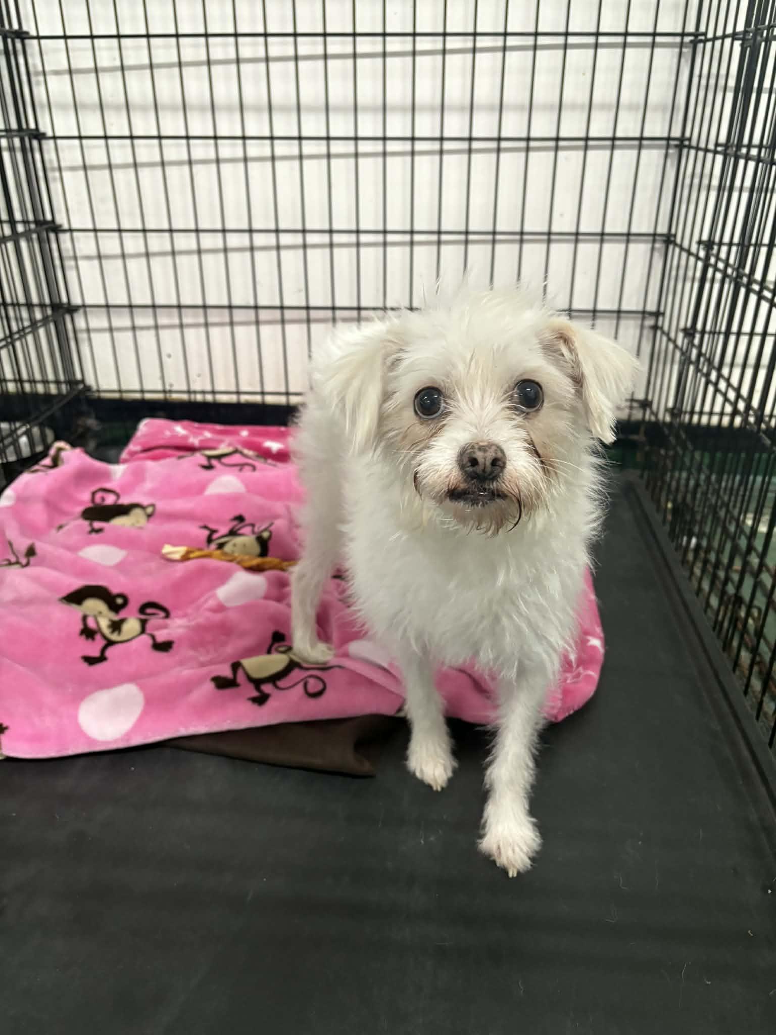 Ms. Frizzle thumbnail 6