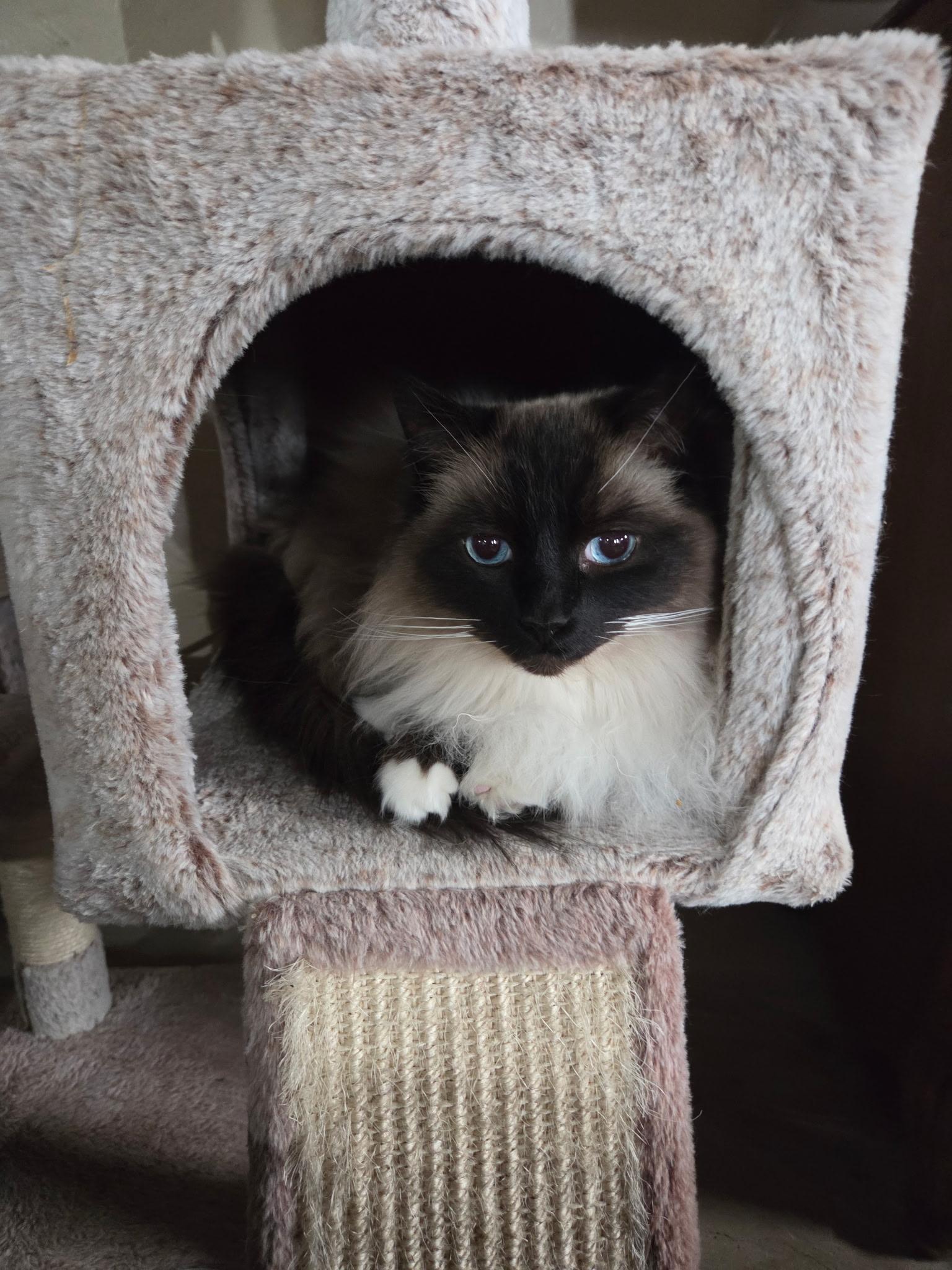 Mr. Snuggles thumbnail 4