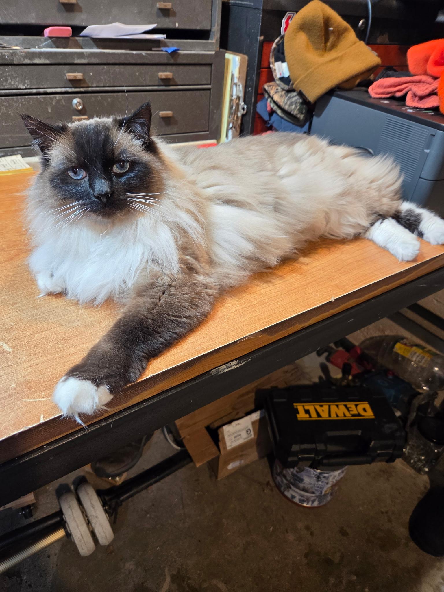 Mr. Snuggles thumbnail 6