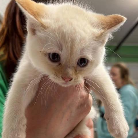 Goldwave thumbnail 2