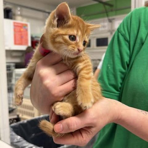 Grimmfrost thumbnail 2