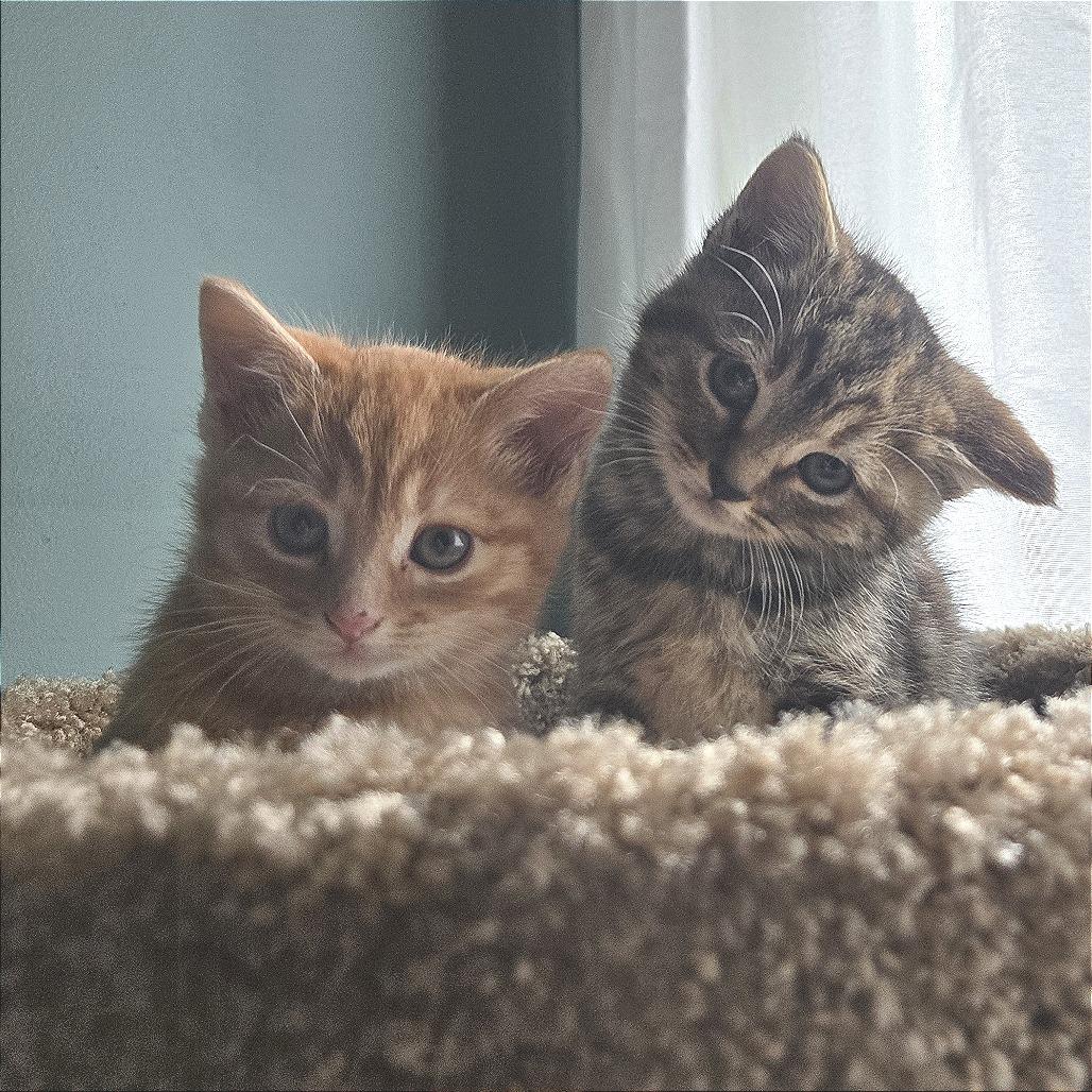 Grimmfrost thumbnail 3