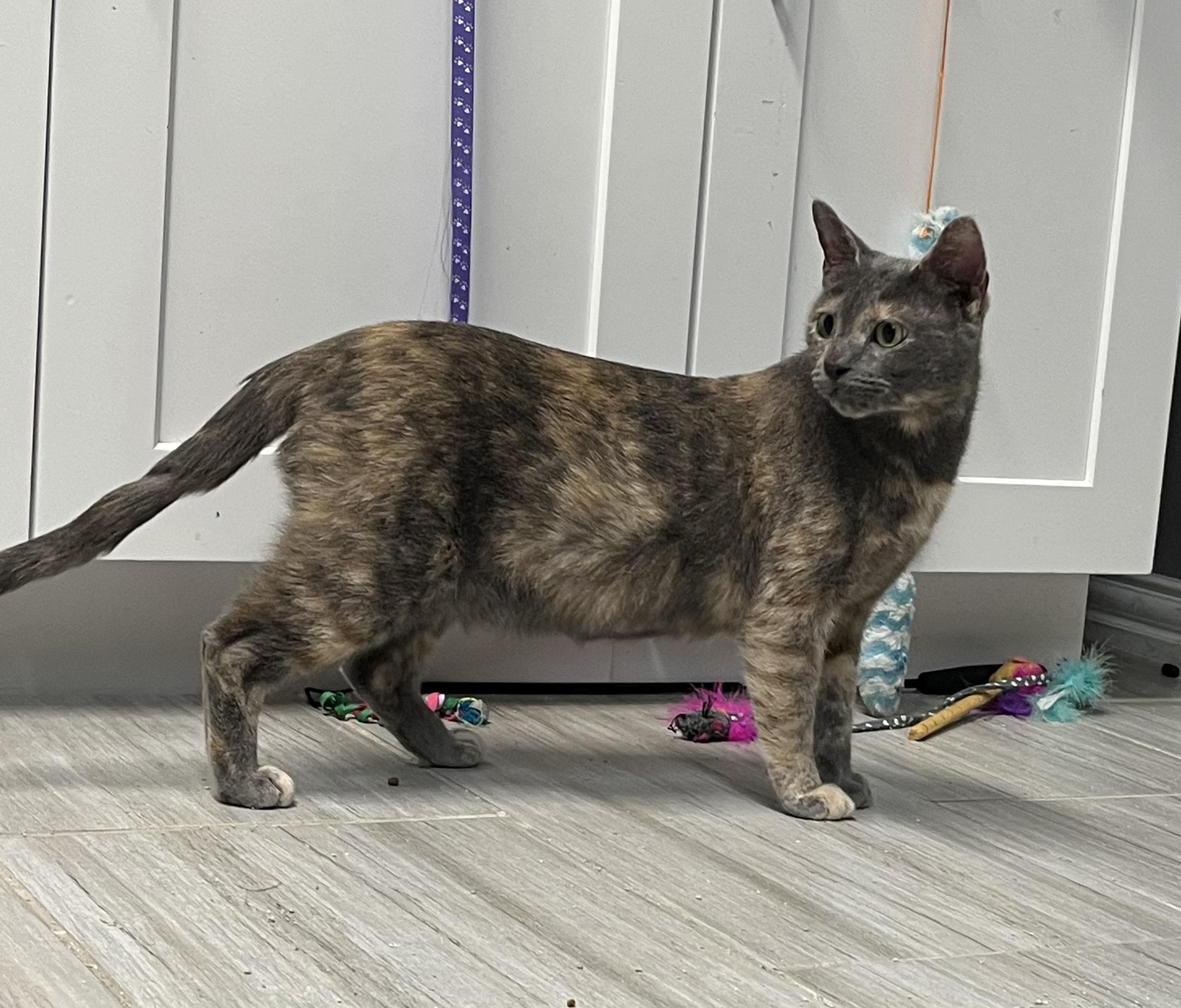 Vivienneportofino Petsmart thumbnail 2