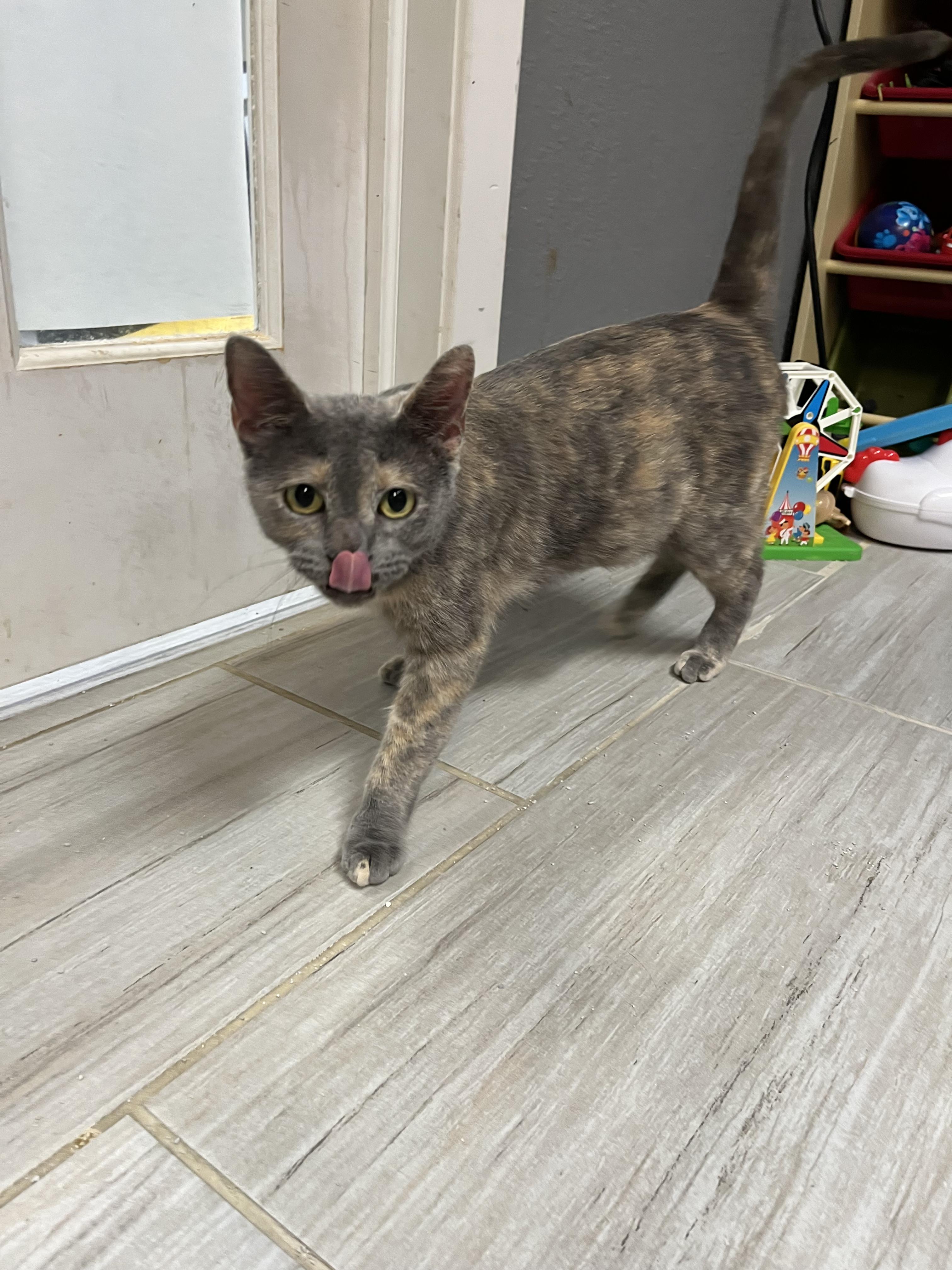 Vivienneportofino Petsmart thumbnail 3