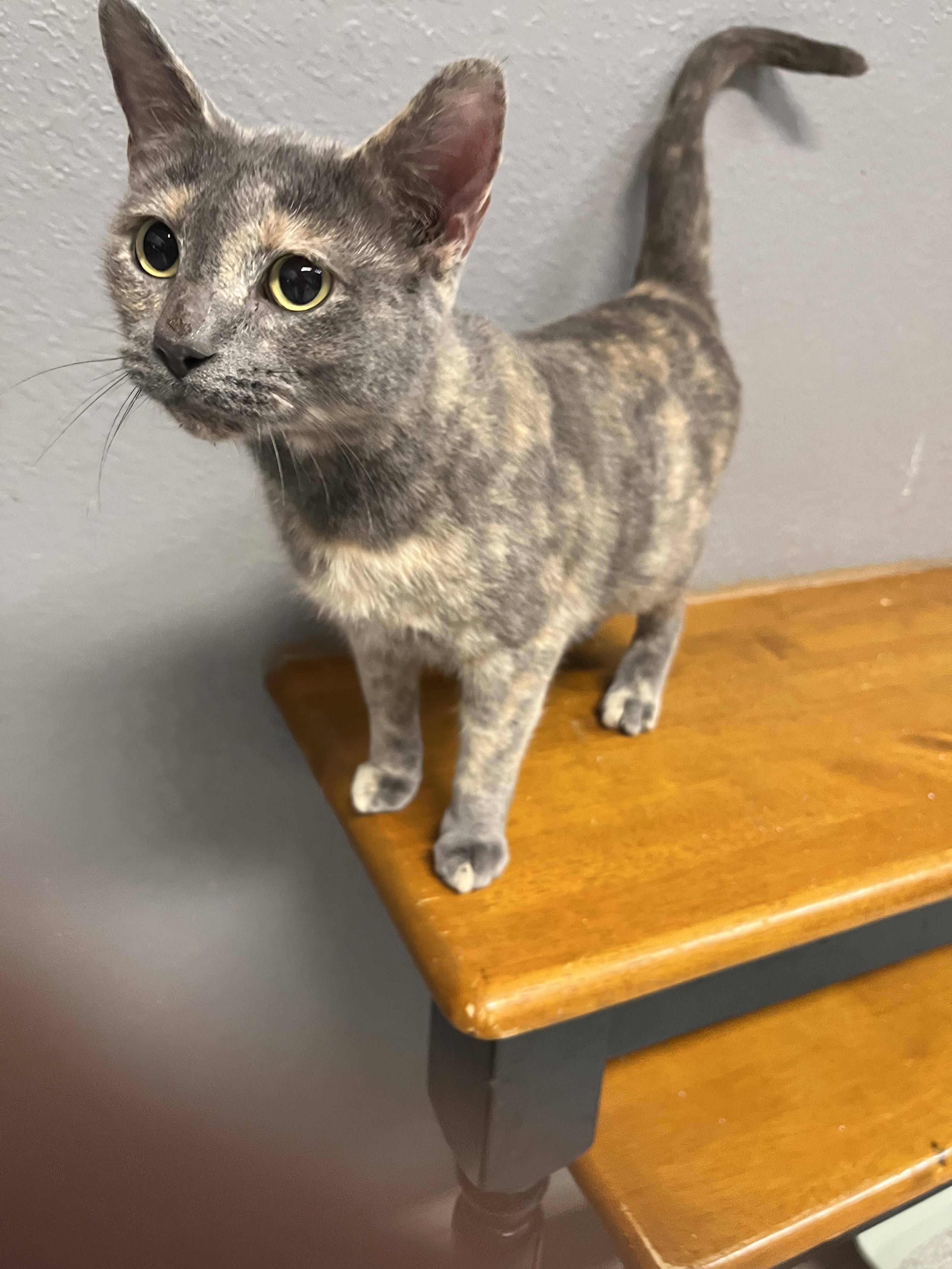 Vivienneportofino Petsmart thumbnail 4