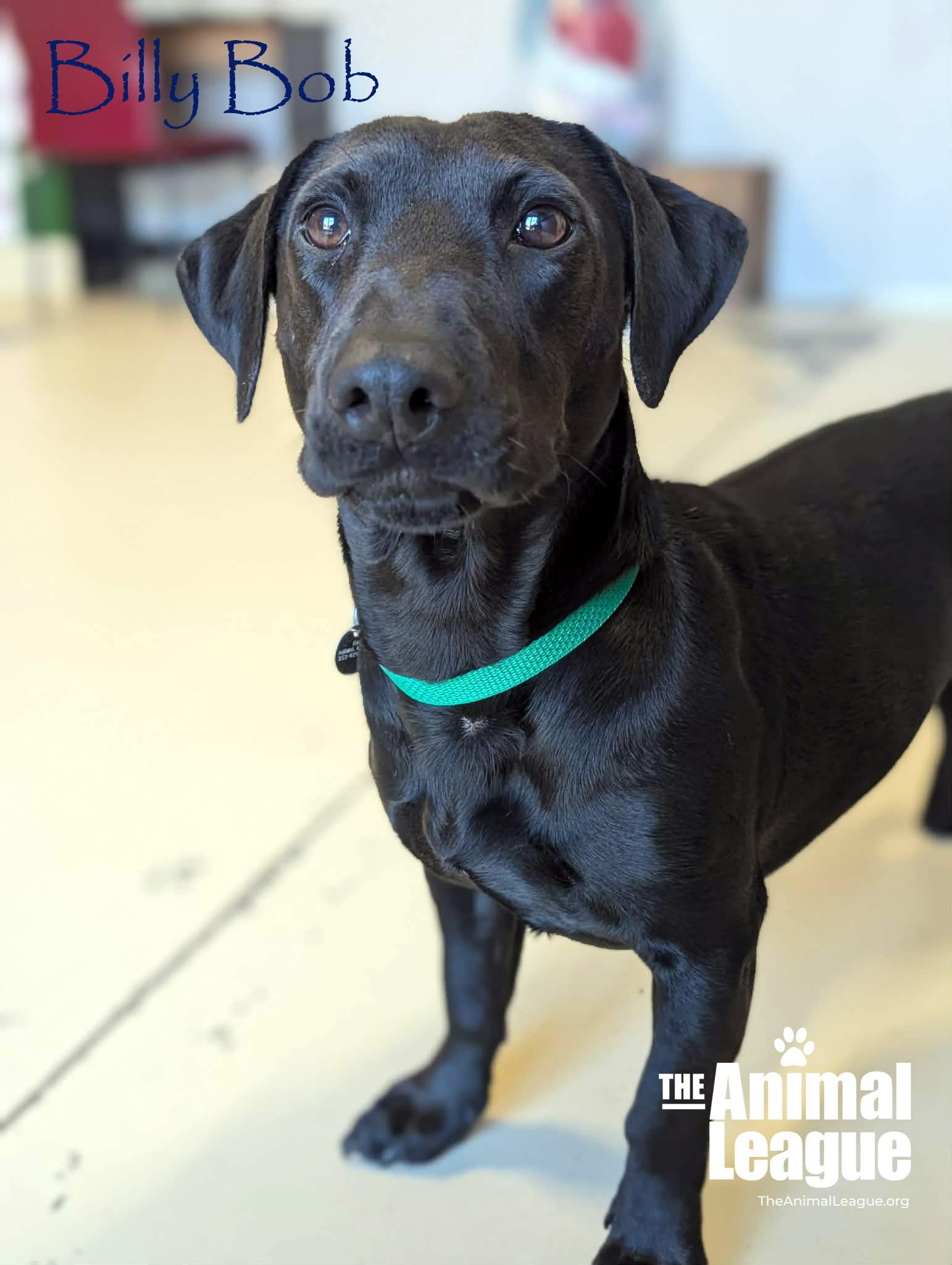 Billy Bob thumbnail 3