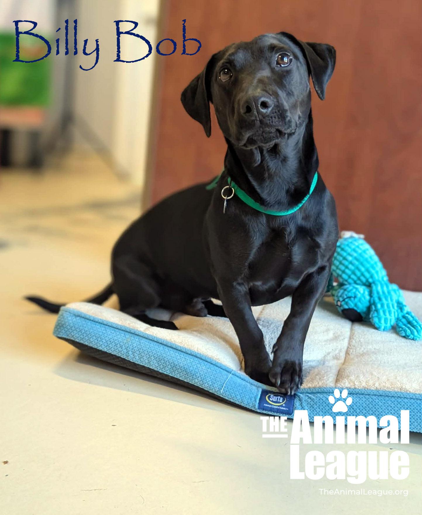 Billy Bob thumbnail 5