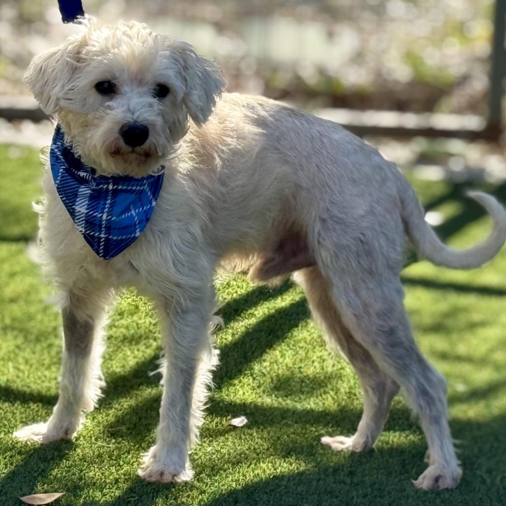 Draco  The Sweetest thumbnail 2