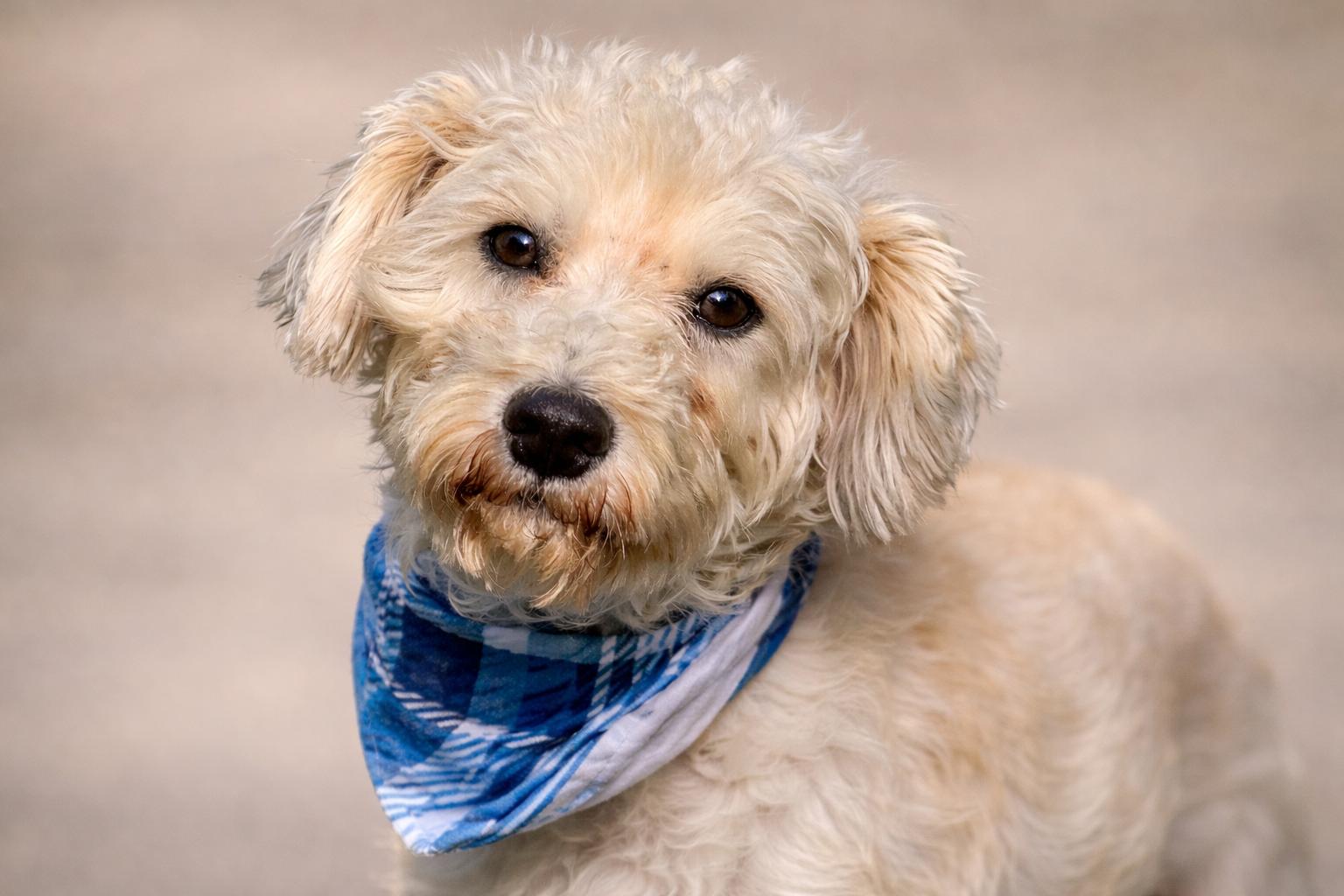 Draco  The Sweetest thumbnail 4