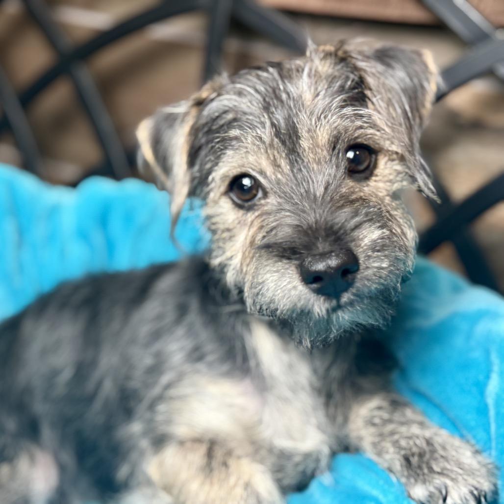 Finn: Cute And Cuddly