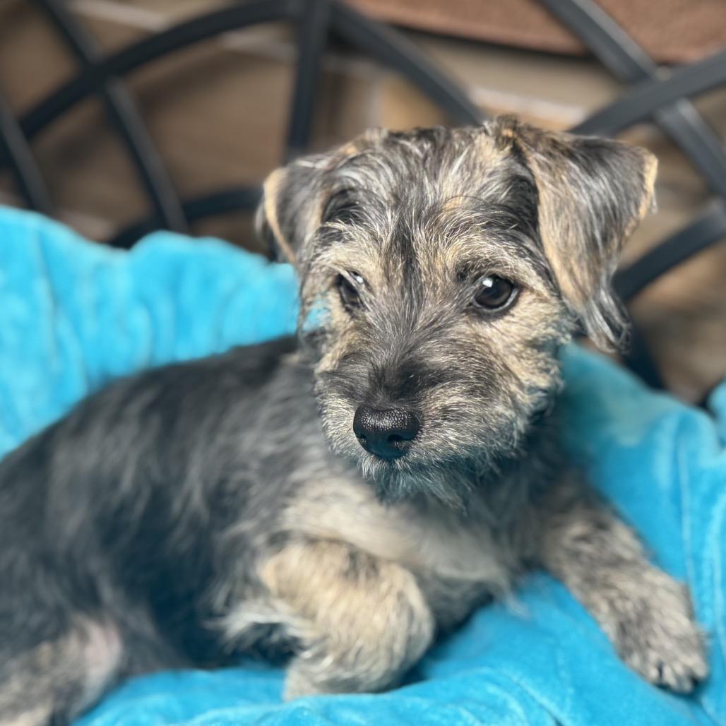 Finn: Cute And Cuddly thumbnail 3