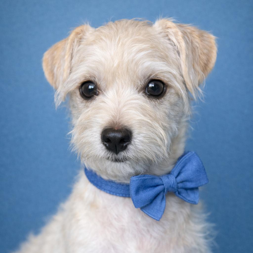 Otter: Scruffy Cuteness