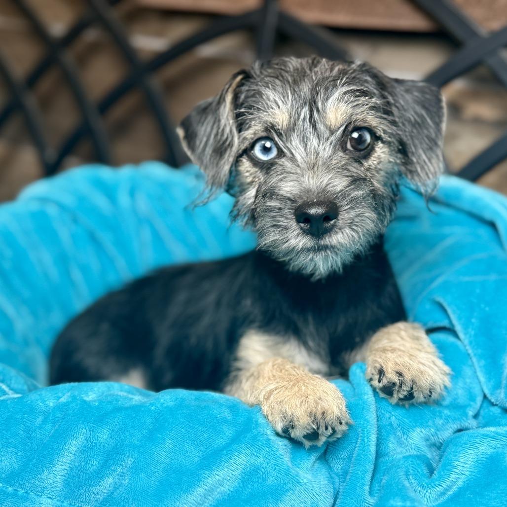 River: Blue Eye Beauty thumbnail 2