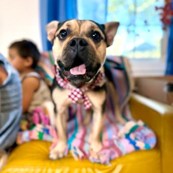 Otto Teddy The Fun thumbnail 2