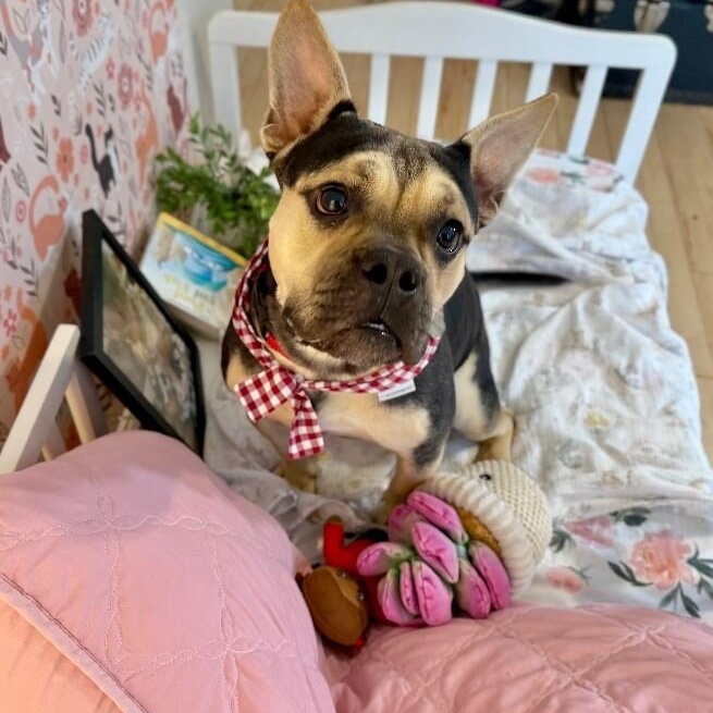 Otto Teddy The Fun thumbnail 3