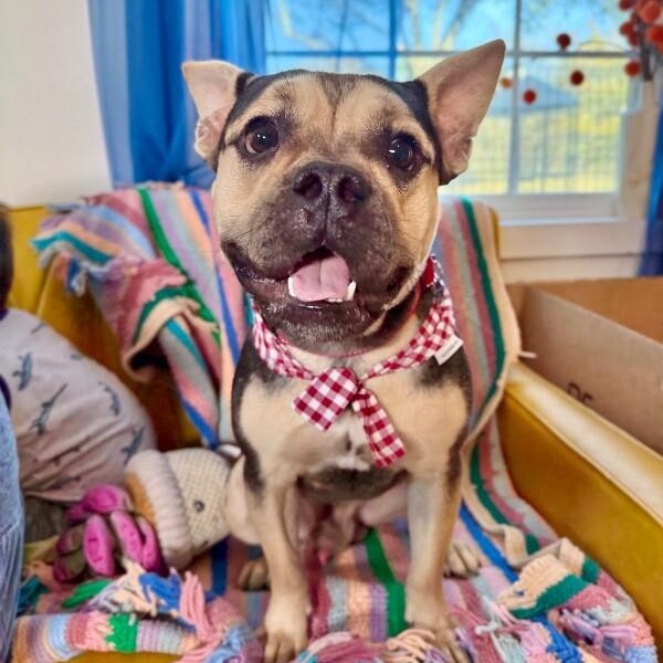 Otto Teddy The Fun thumbnail 4