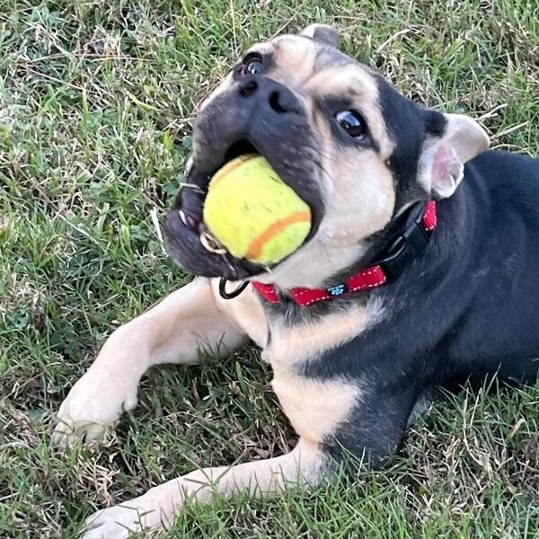 Otto Teddy The Fun thumbnail 5