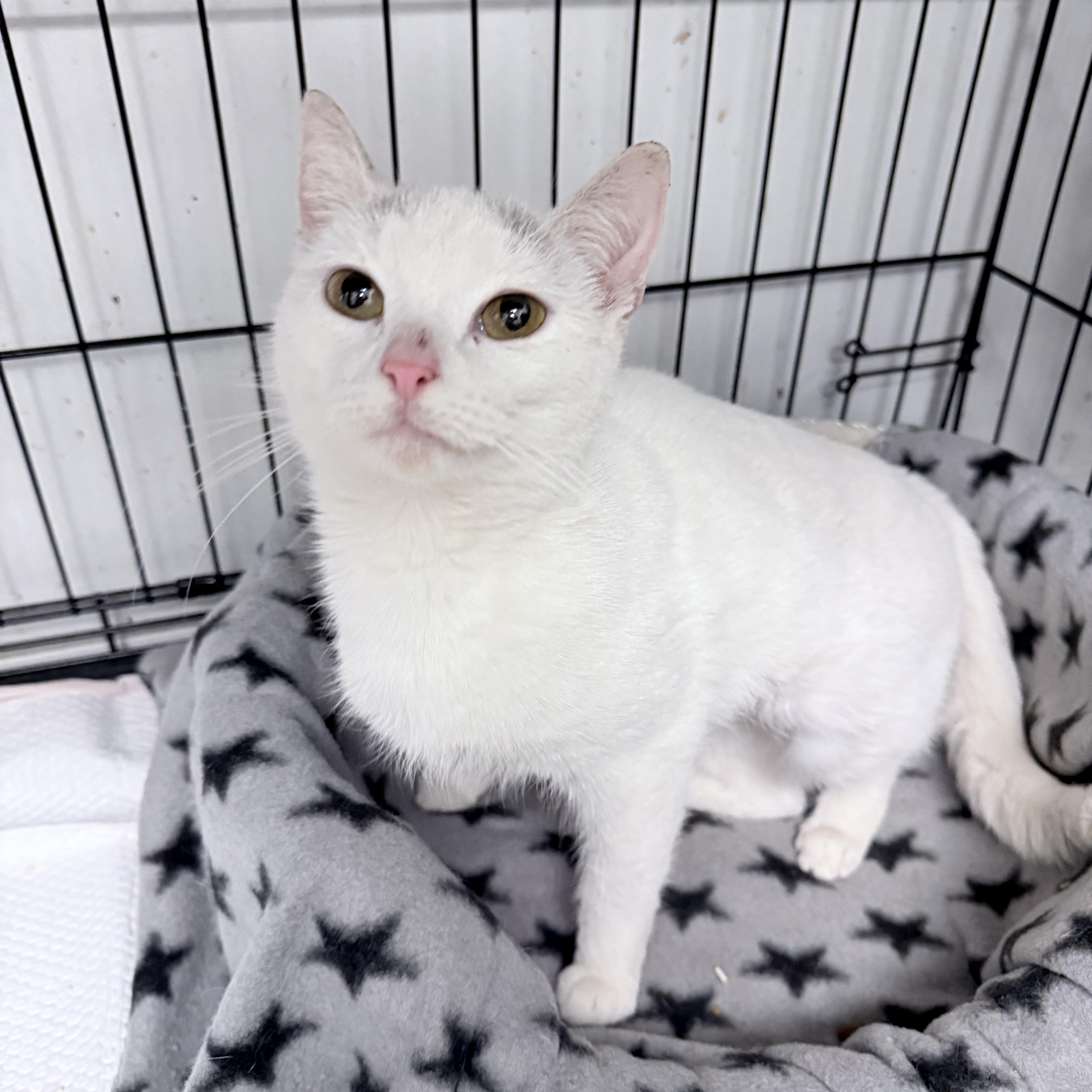 Crysalyn thumbnail 2