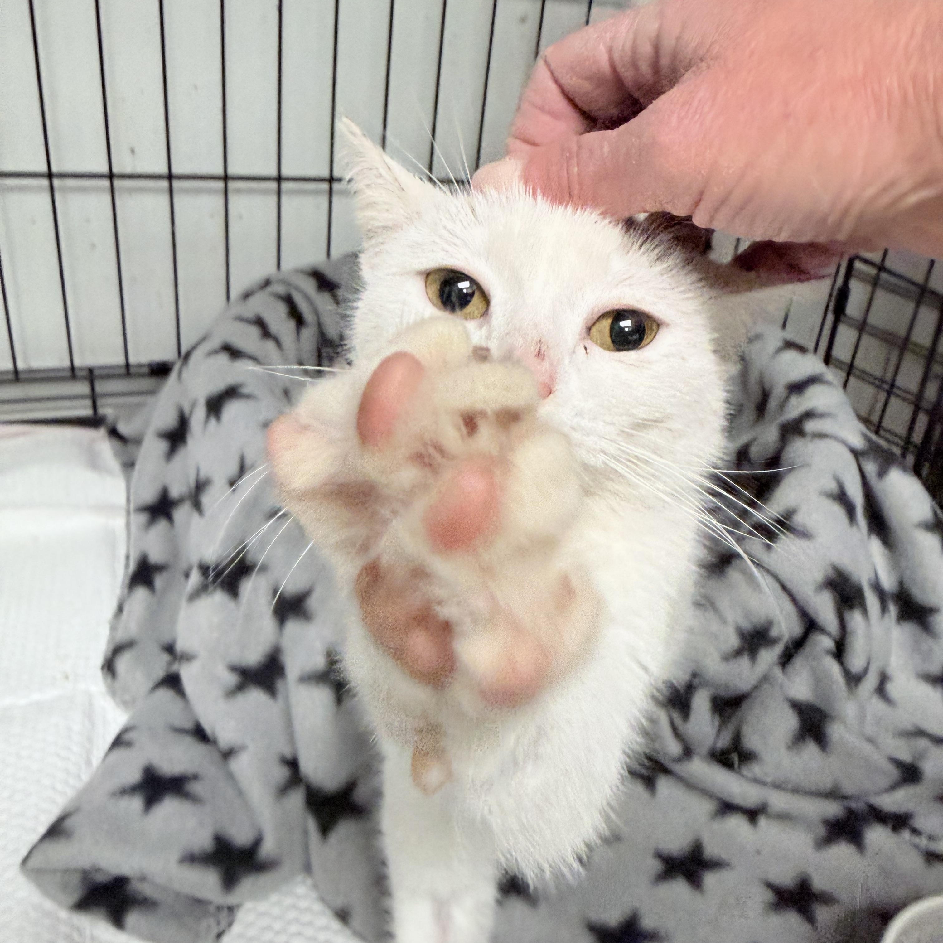 Crysalyn thumbnail 4