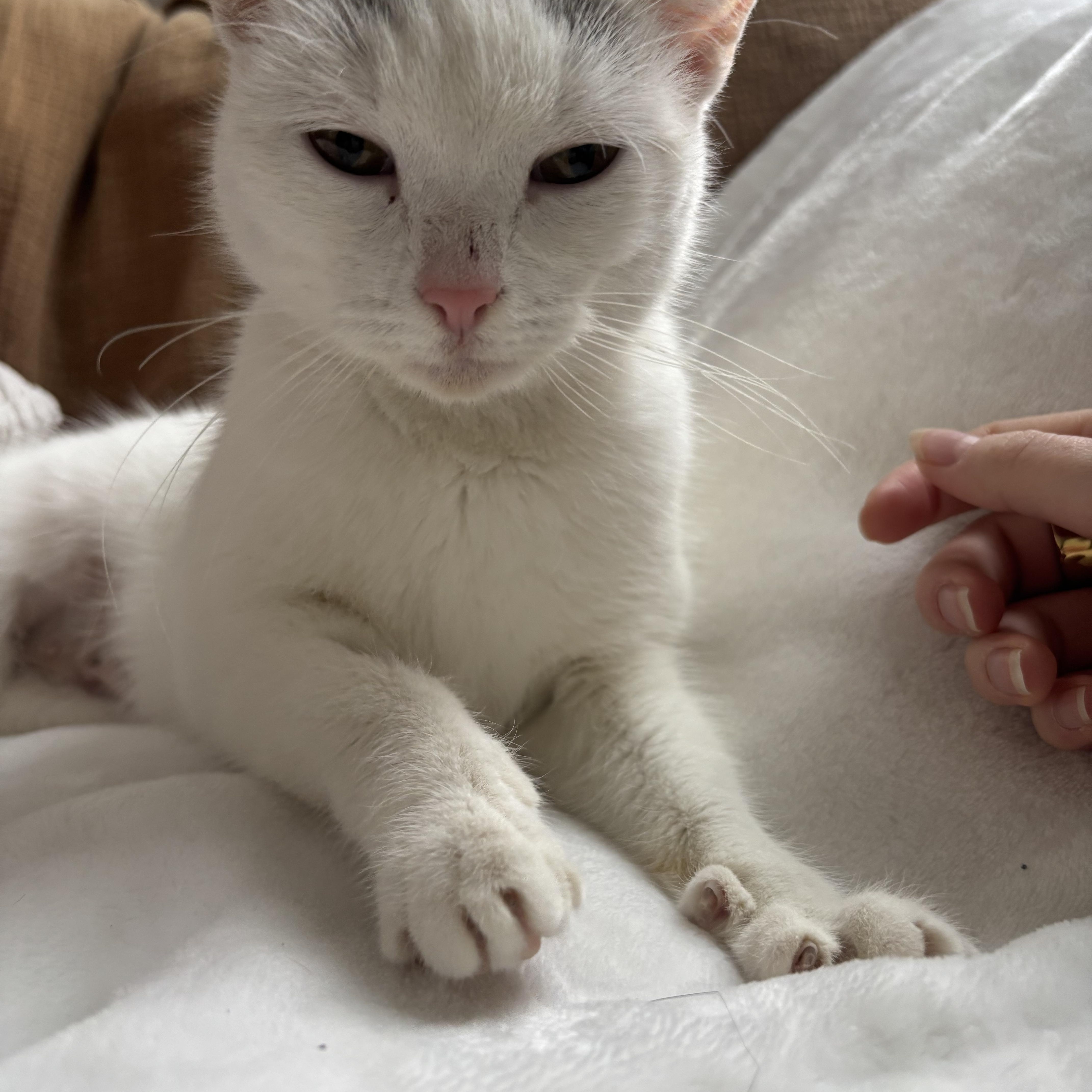 Crysalyn thumbnail 5