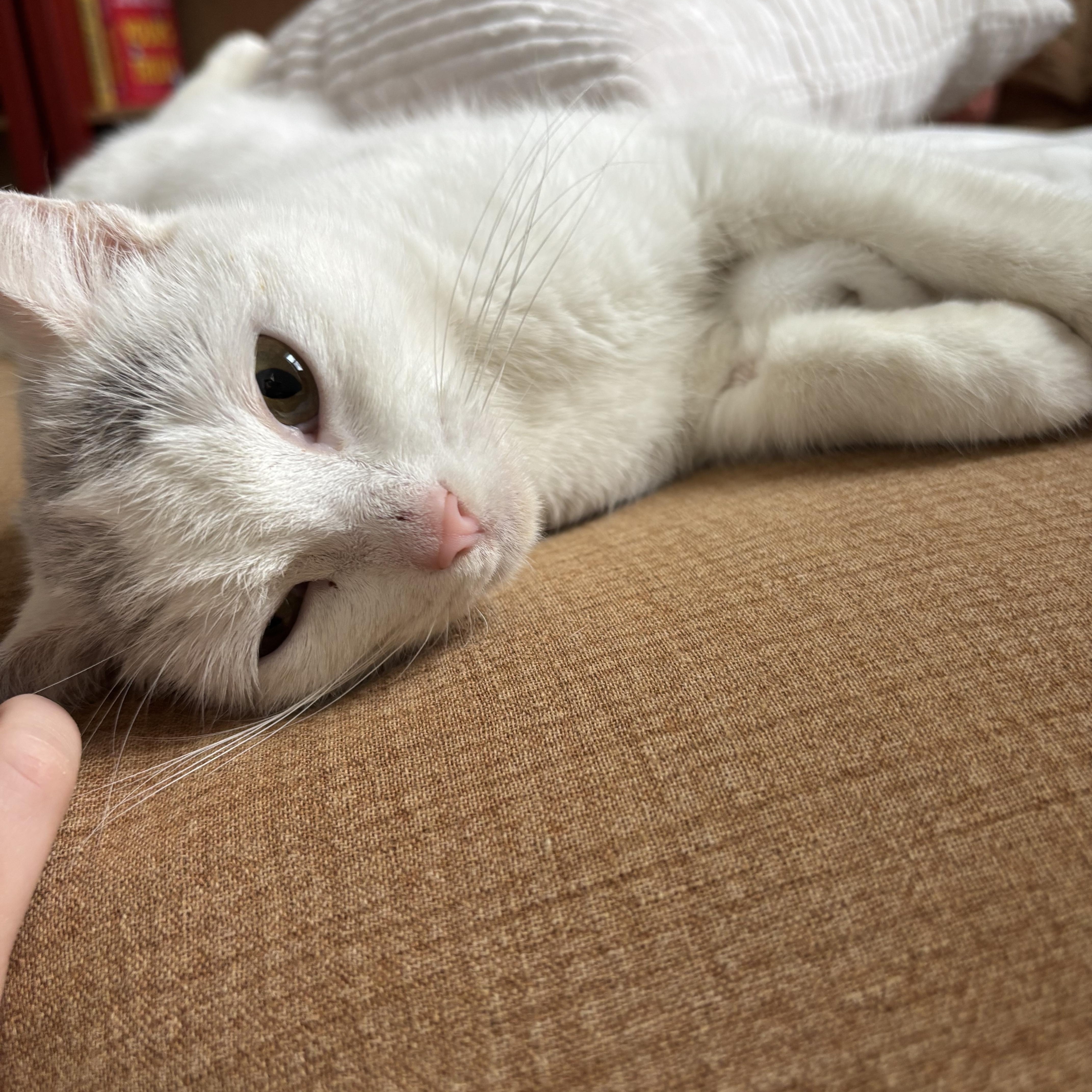 Crysalyn thumbnail 6