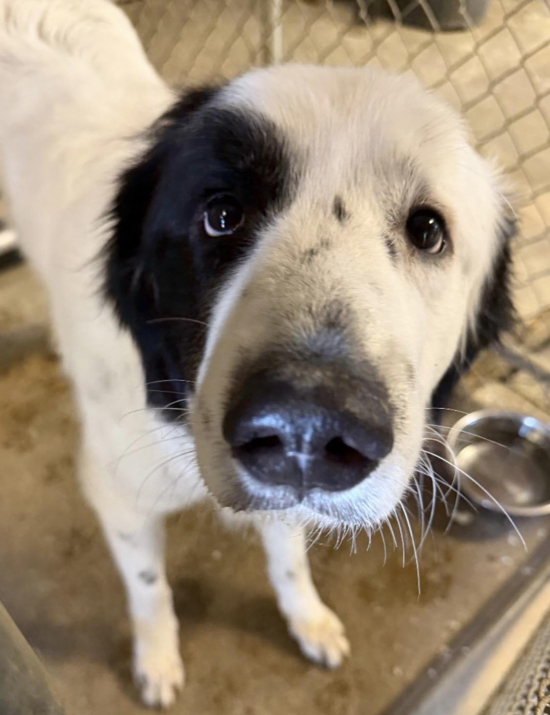 Lizzie Owner Redeemed