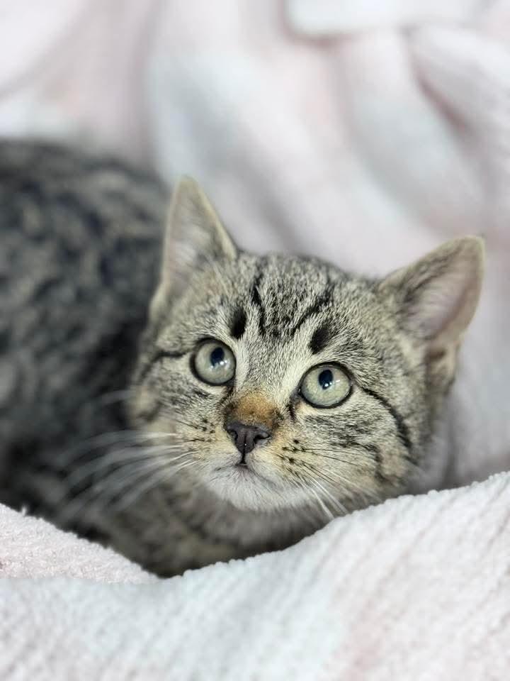 Hitch And Squid thumbnail 2