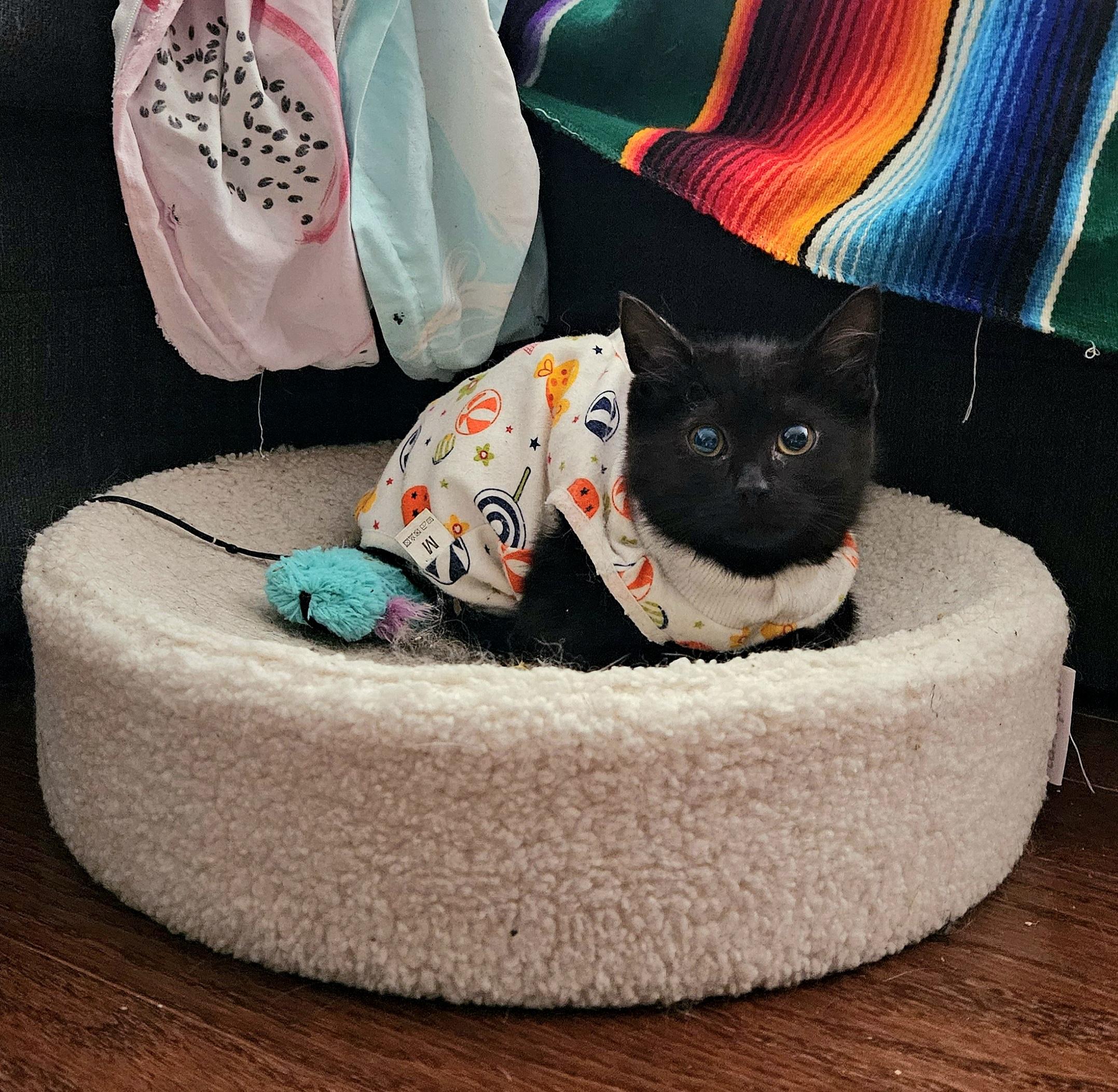 Hitch And Squid thumbnail 4