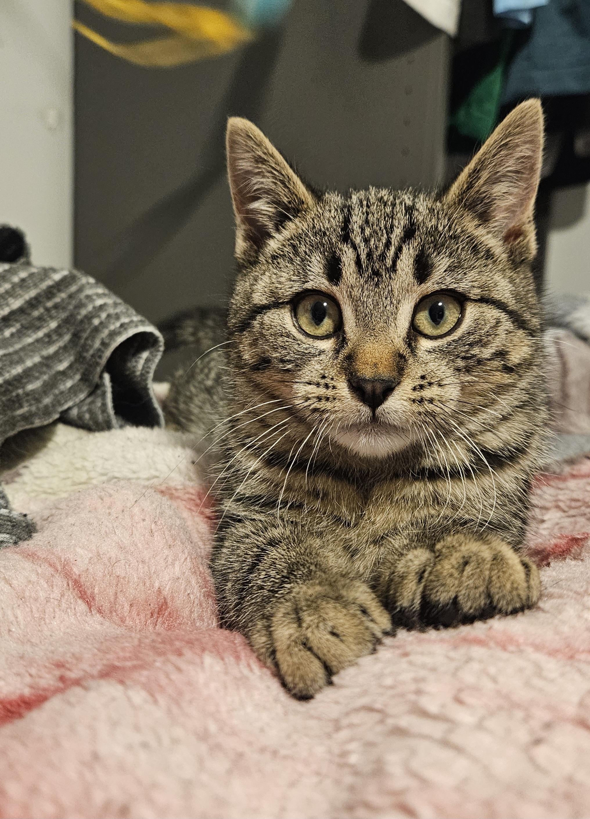 Hitch And Squid thumbnail 5