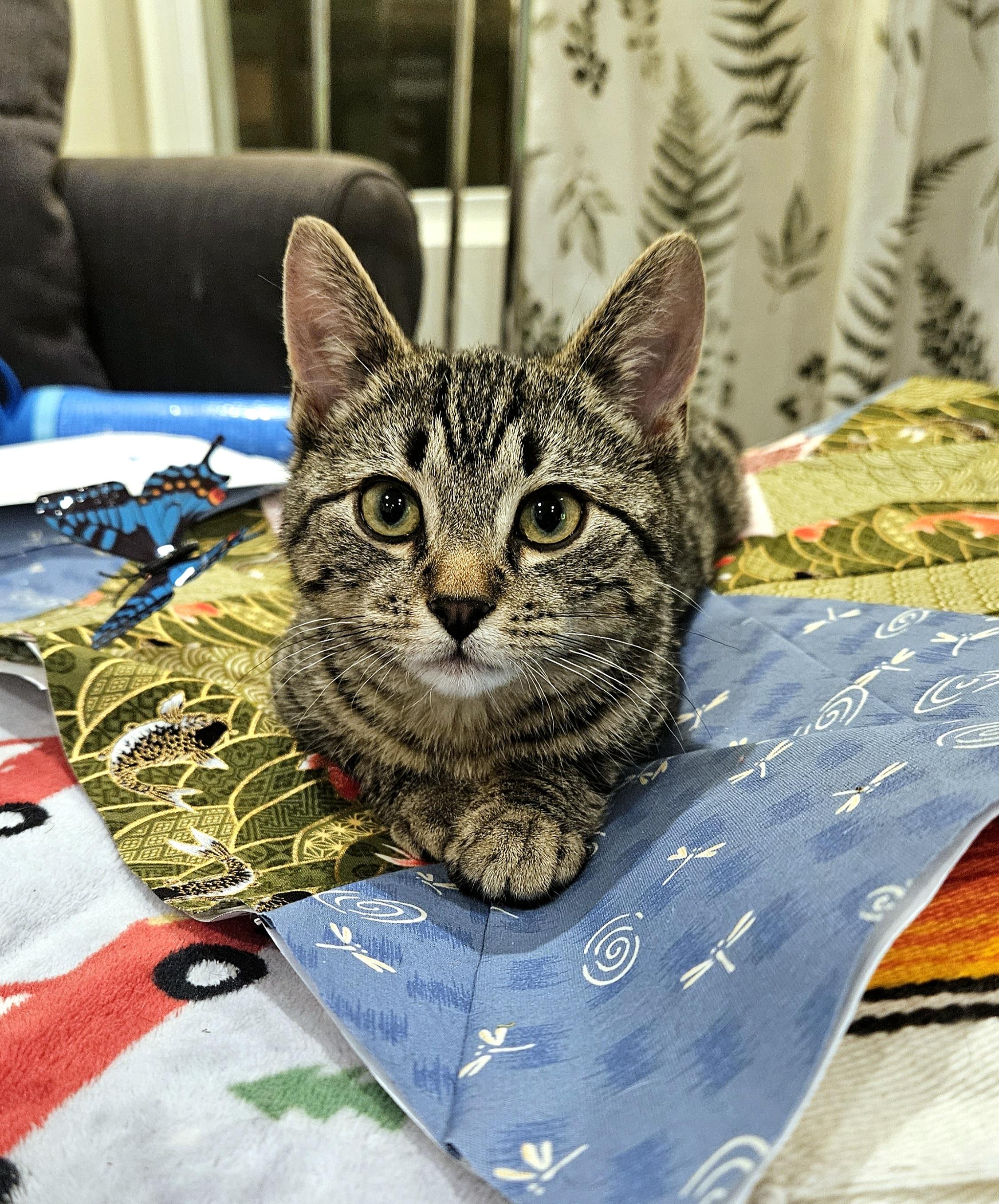 Hitch And Squid thumbnail 6