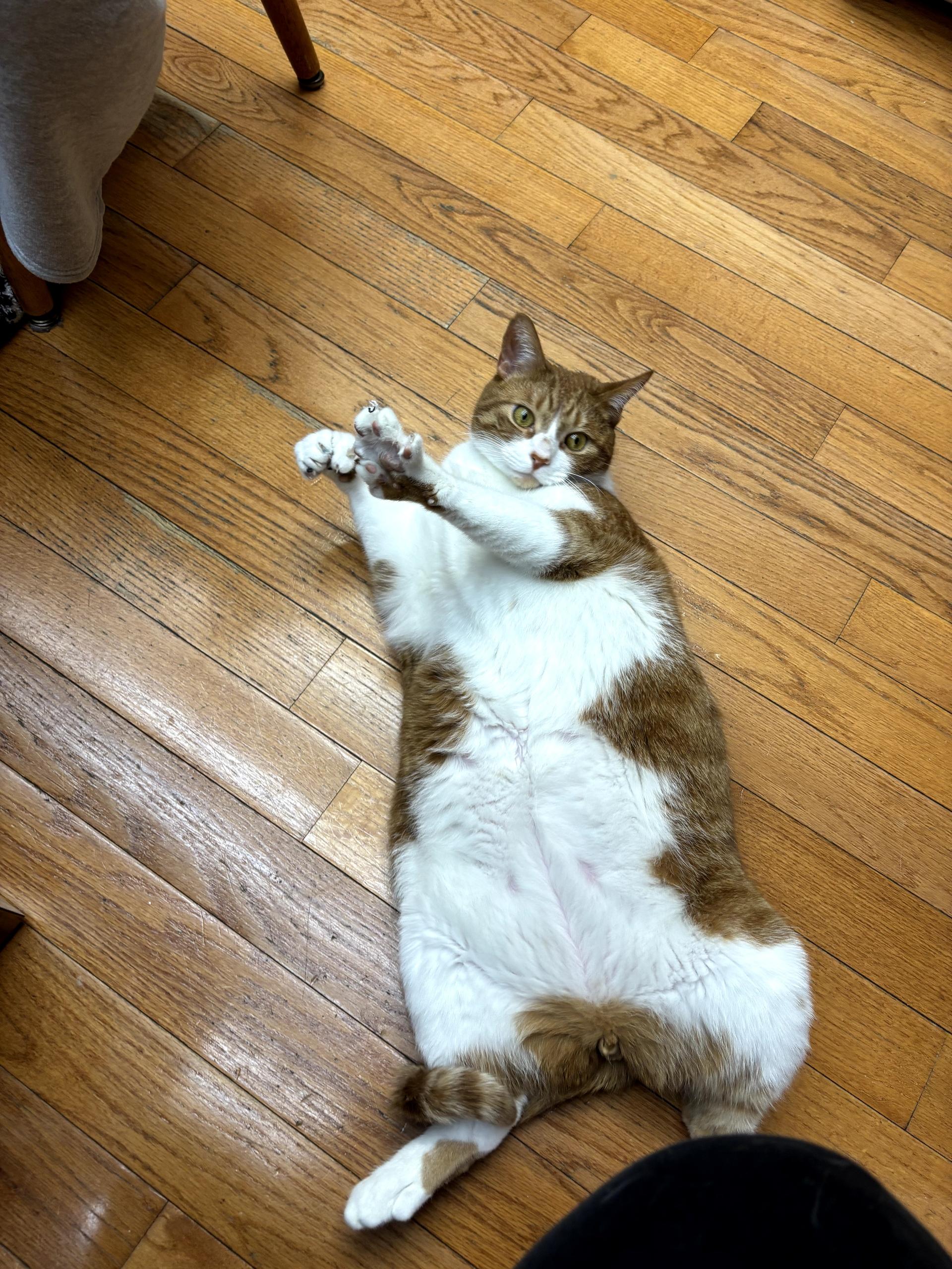 Toeny Soprano thumbnail 3